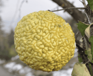 Osage Orange (Hedge Apple)-Naturally Grown- NEW!